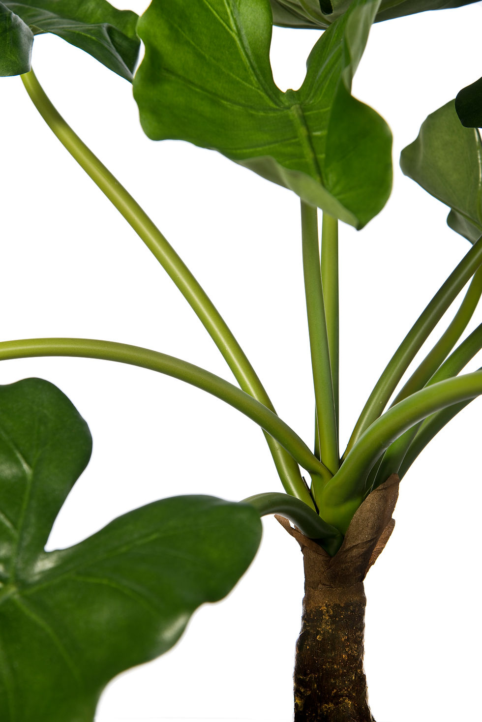Thumbnail: Artificial Alocasia Plant with Geo Tapered Square Planter
