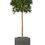 Thumbnail: Artificial Bay Tree with Geo Cube Planter