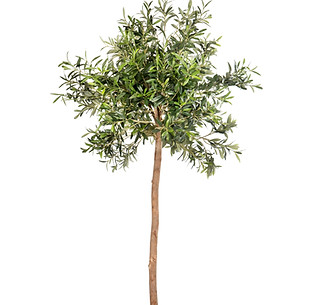 Olive Tree.jpg