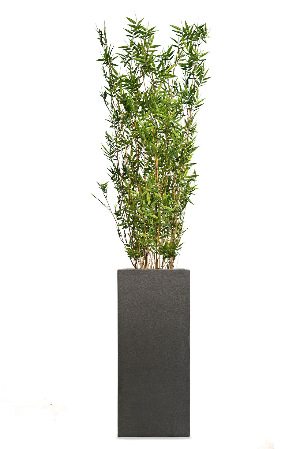 Thumbnail: Artificial Bamboo with Geo Square Planter