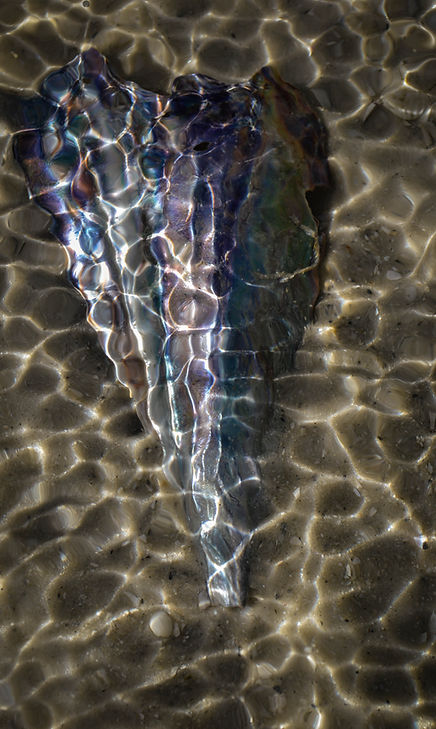 abalone1.jpg
