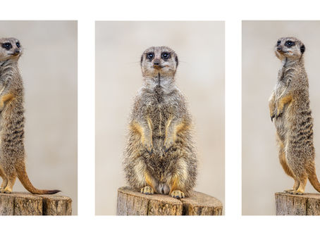 Tryptic Competition 2026