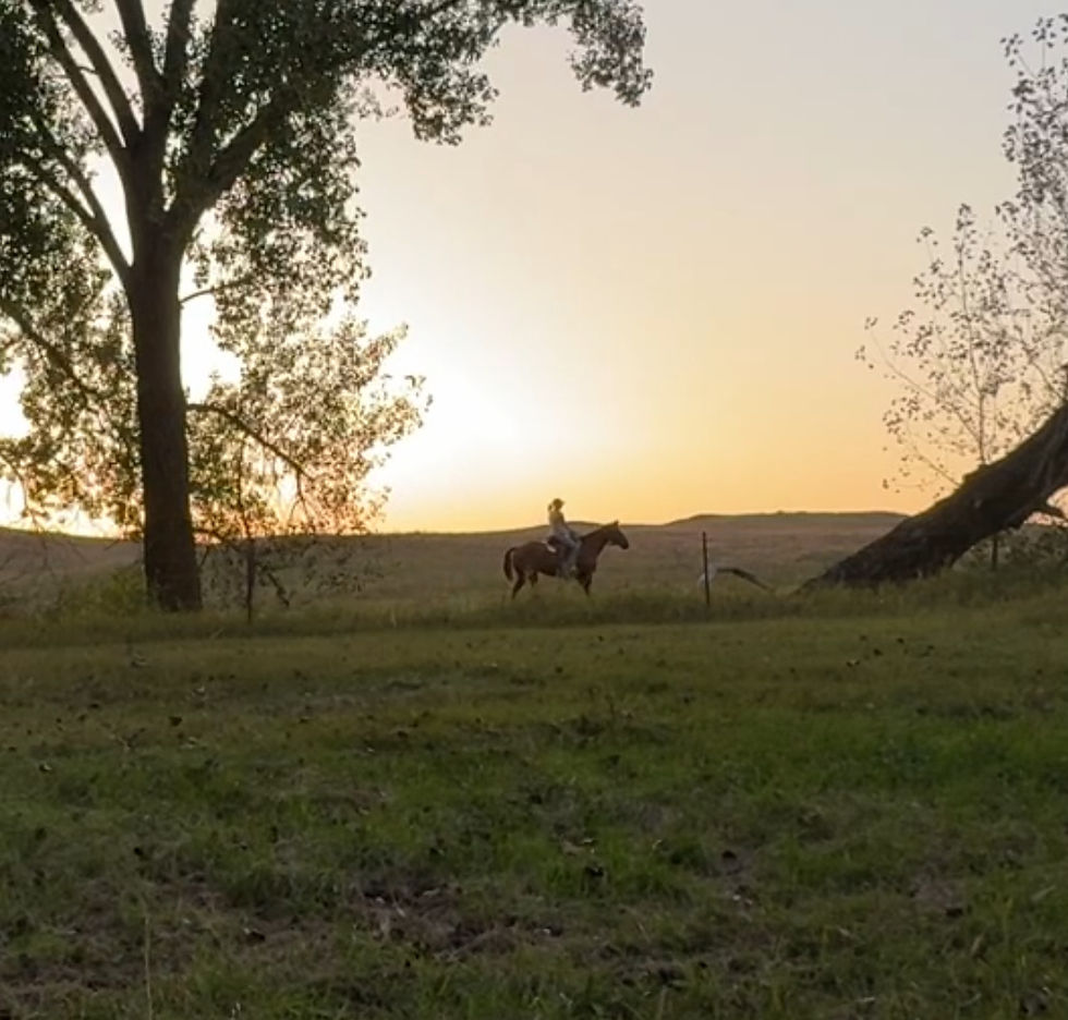 Holistic Horse Care Webinar
