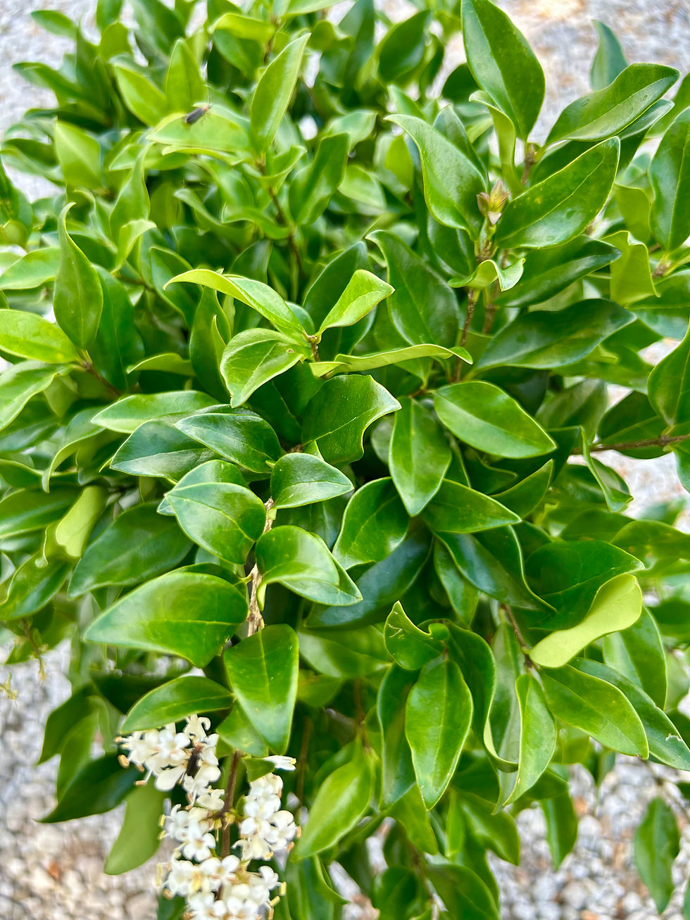 Thumbnail: Wax-Leaf Privet