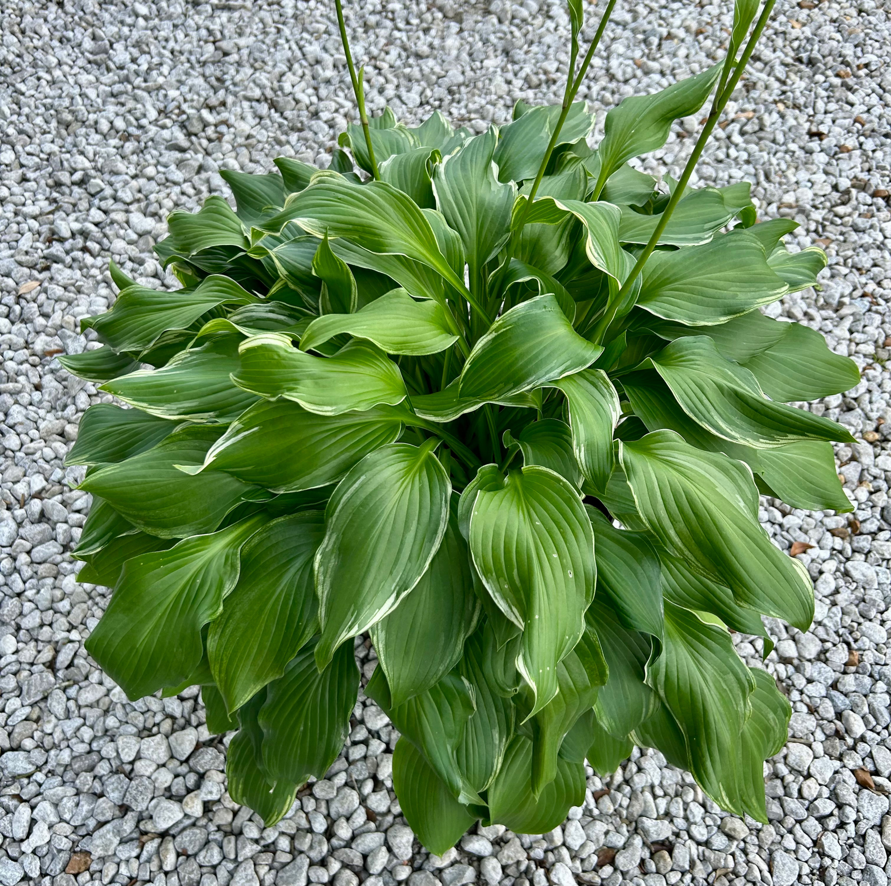 Hosta Royal Standard