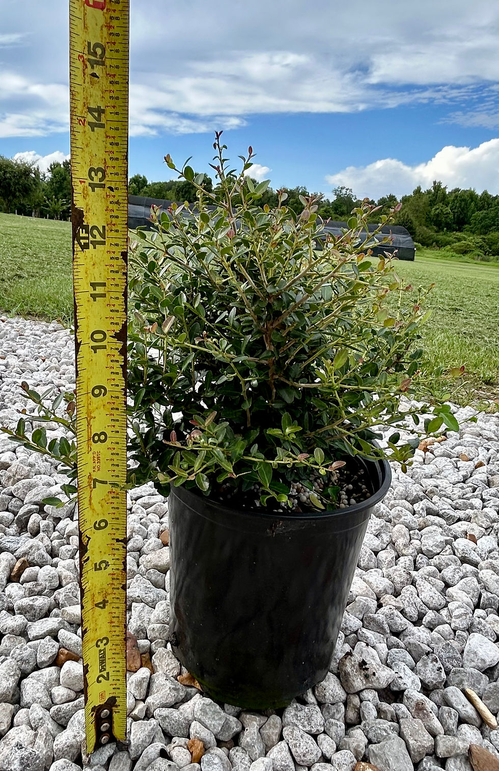 Thumbnail: Dwarf Yaupon Holly Shrub