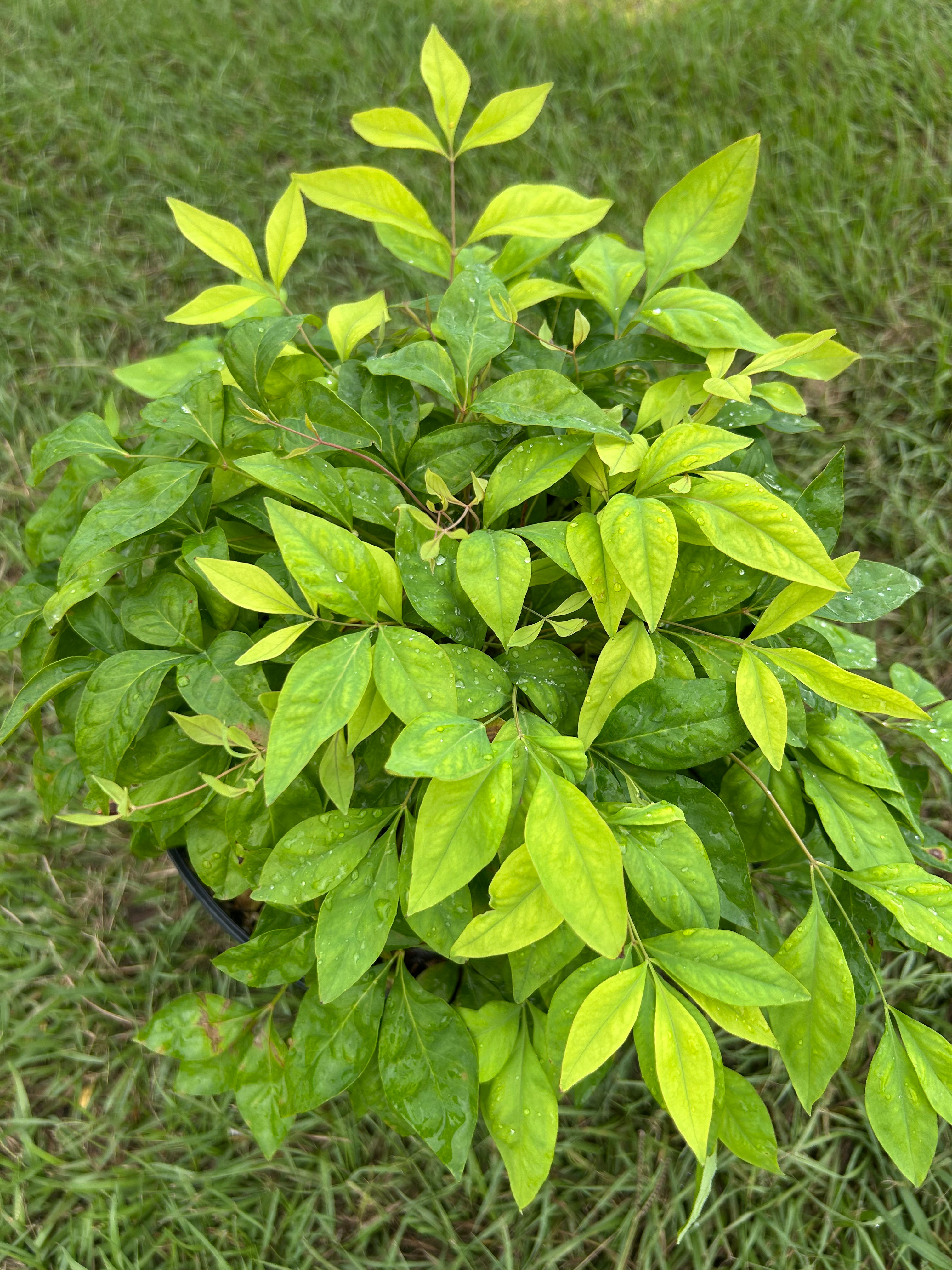 Firepower Nandina (3 Gallon)