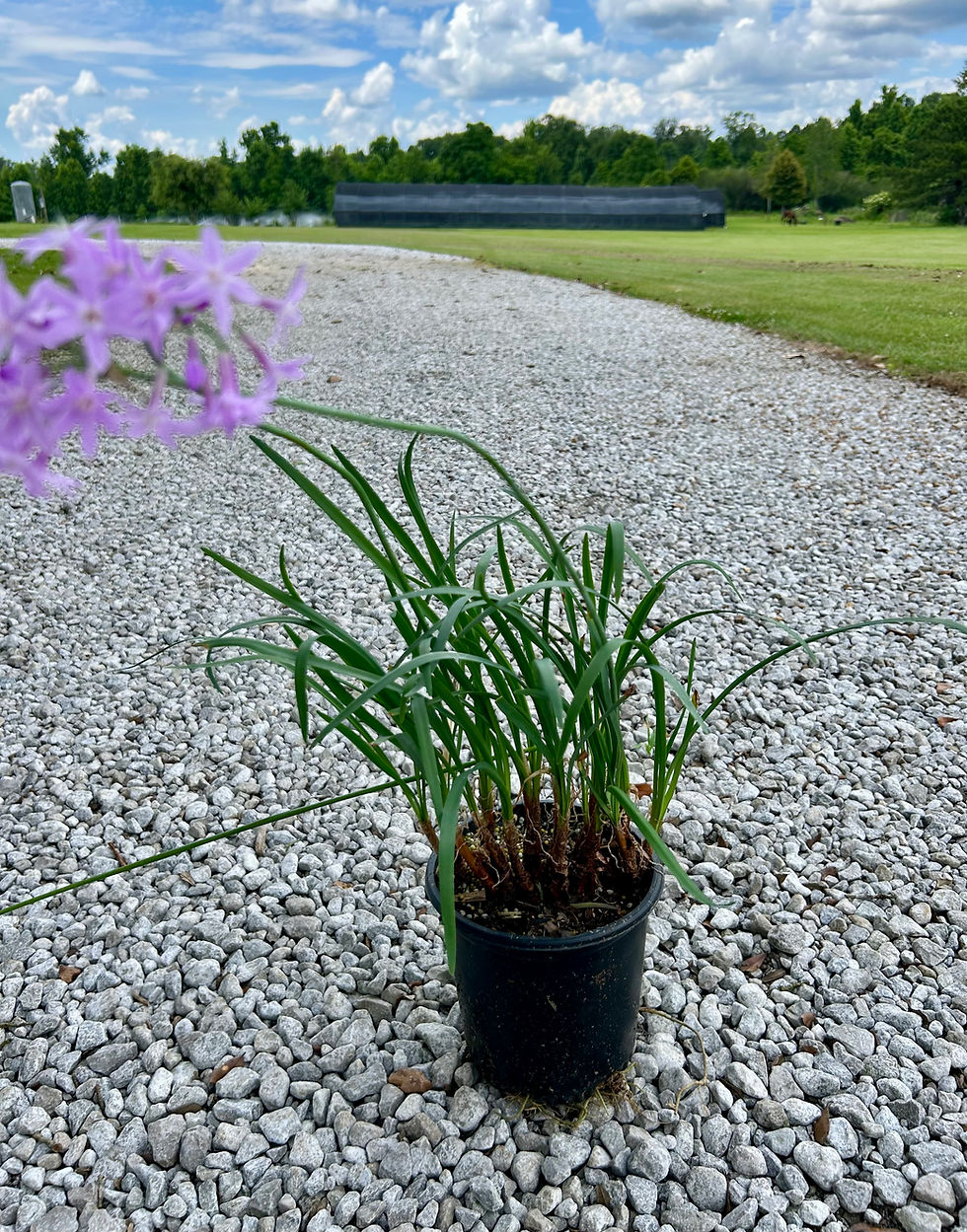 Thumbnail: Society Garlic Plant