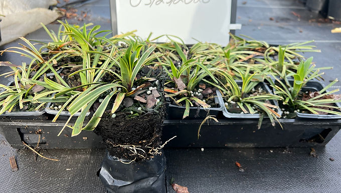"Varigated Liriope" 