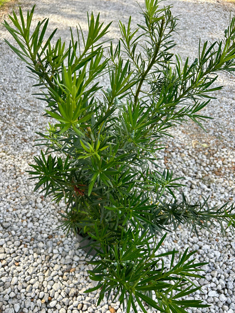Thumbnail: Japanese Yew