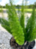 Thumbnail: Foxtail Fern