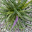 Thumbnail: Variegated Liriope