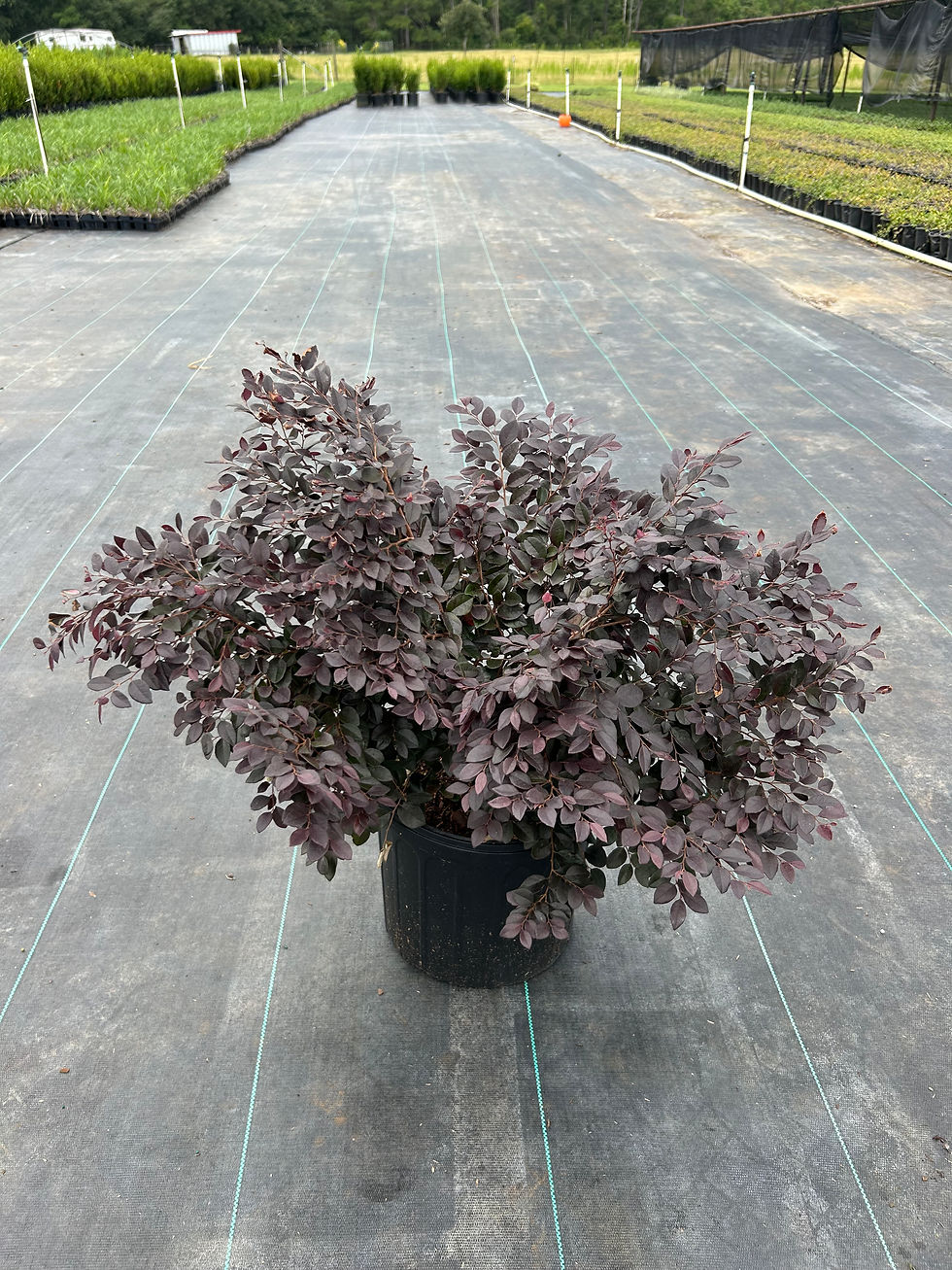 Thumbnail: Fringe Flower Cerise Charm Live Plant (Loropetalum chinense), 3 Gallon Container