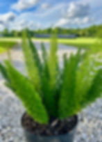 Thumbnail: Foxtail Fern
