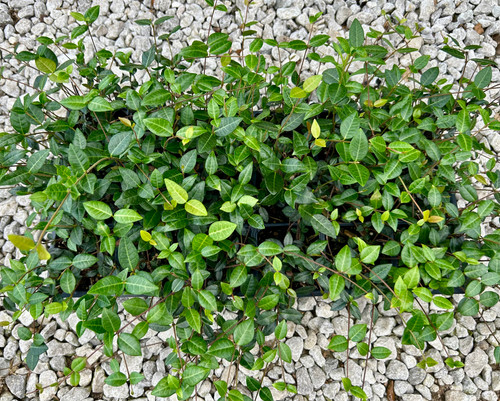 Asiatic Jasmine | Roger's Plant Nursery