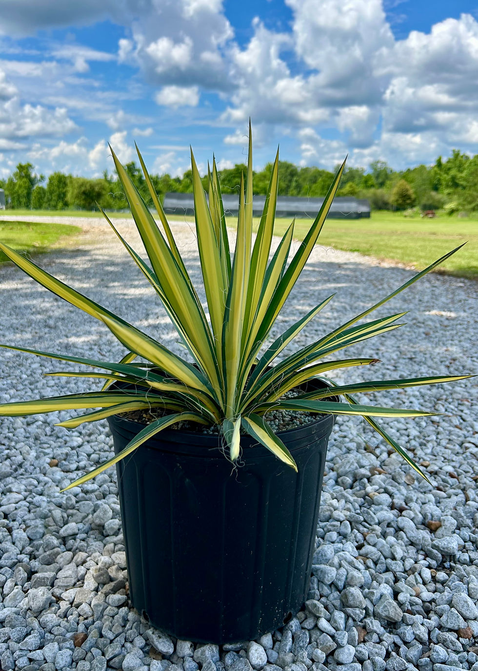 Thumbnail: Yucca filamentosa 'Color Guard'