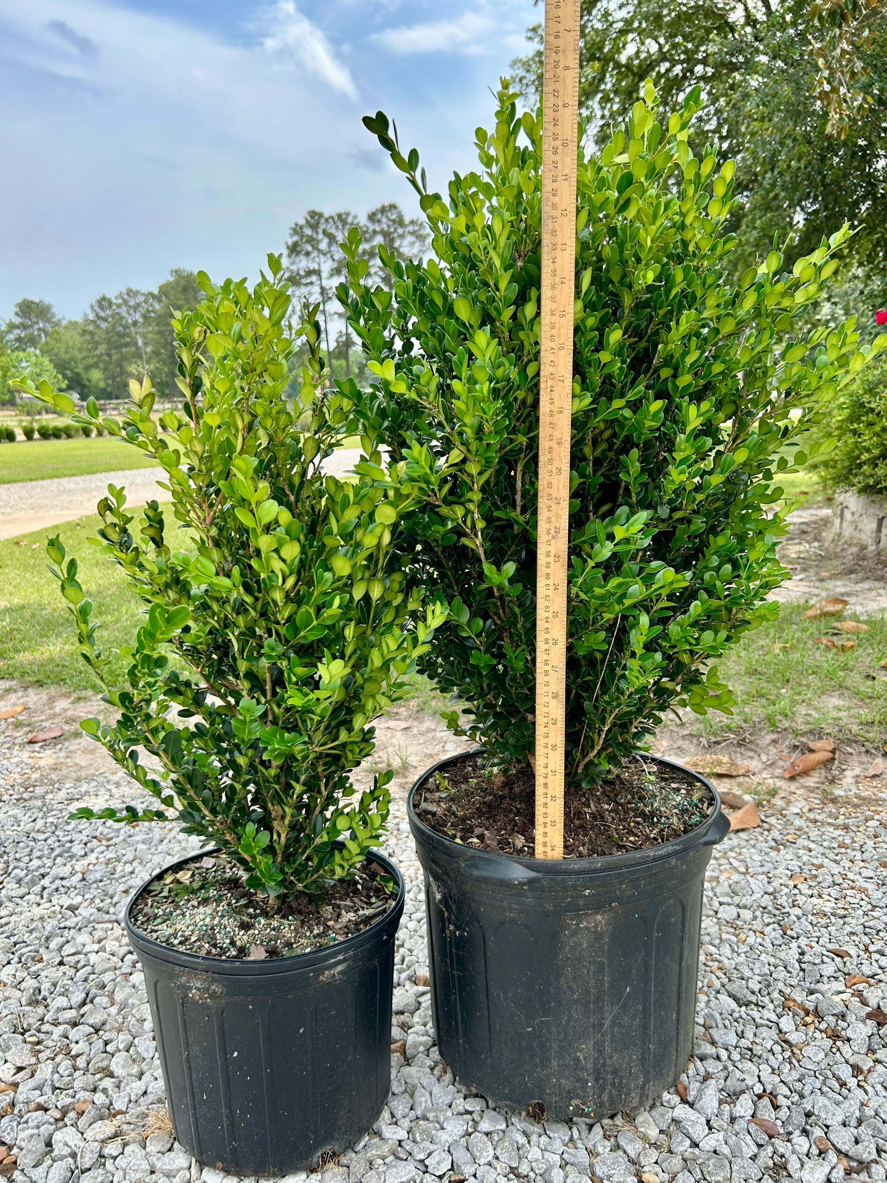 Wintergreen Boxwood