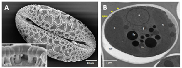 sustainable biomaterials.png