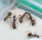 Trophallaxie fourmis Camponotus nicobarensis