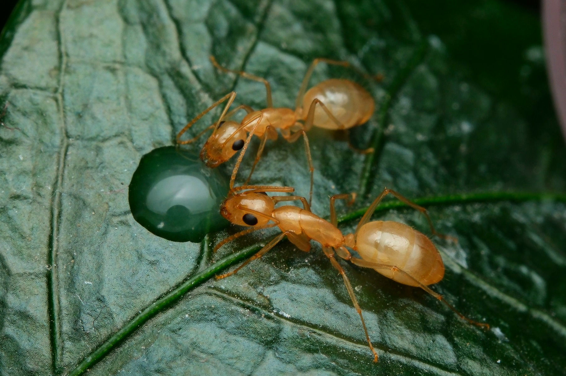 Ouvrières Camponotus fedtschenkoi feuille miellat