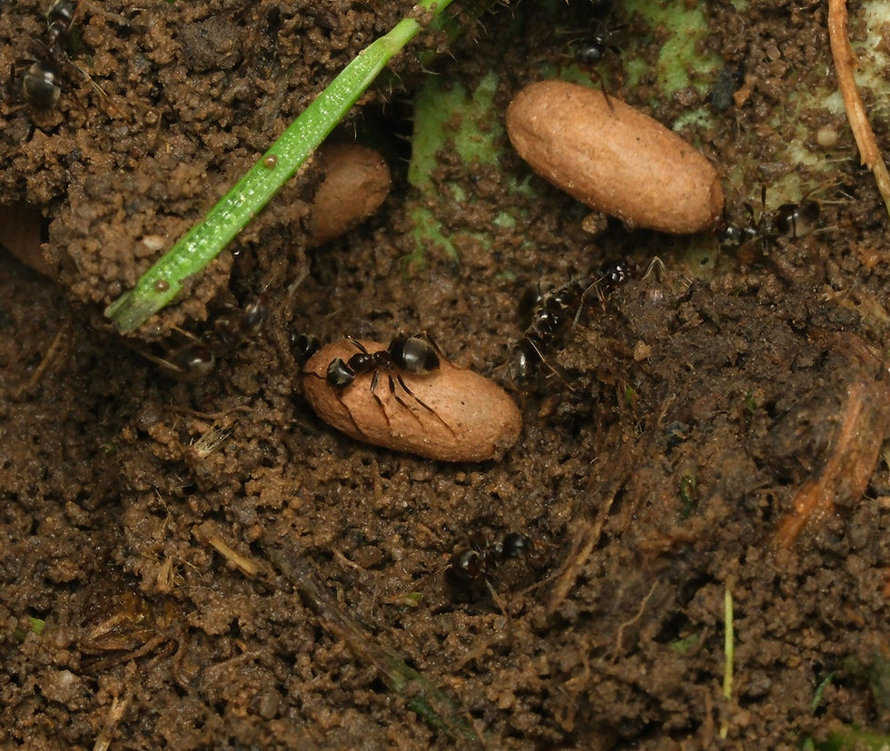 Cocon nymphe Lasius niger