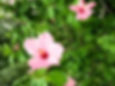 Hibisci