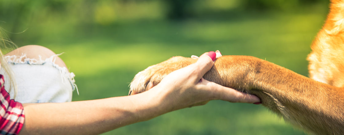 woman-hold-dog-paw-friendship-and-love-c
