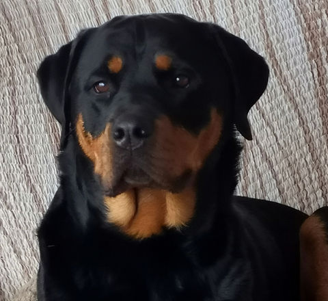 roxy.jpg