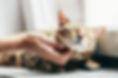 happy-bengal-cat-loves-being-stroked-by-