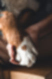 dog-paws-and-human-hand-close-up-concept