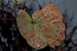 Wet Leaf