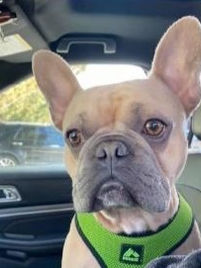 Spike Pupdate