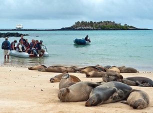 Cruise Trip Planner | GeoLuxe Travel | seals on a beach