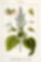 Clary sage botanical.jpg