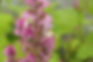 Clary sage5.jpg