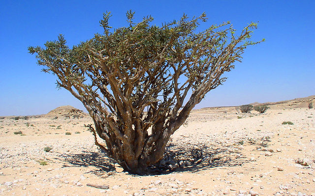 f9eba4_7e6377c2288c4453a0cf71dbbc718c7f~