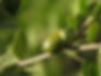 Jojoba.jpg