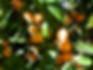 Tangerine.jpg