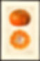 Tangerine botanical.jpg