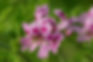 Geranium.jpg