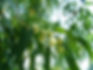 Eucalyptus globulus.jpg