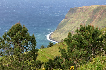 Maritime pine.jpg