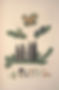 Balsam fir botanical.jpg