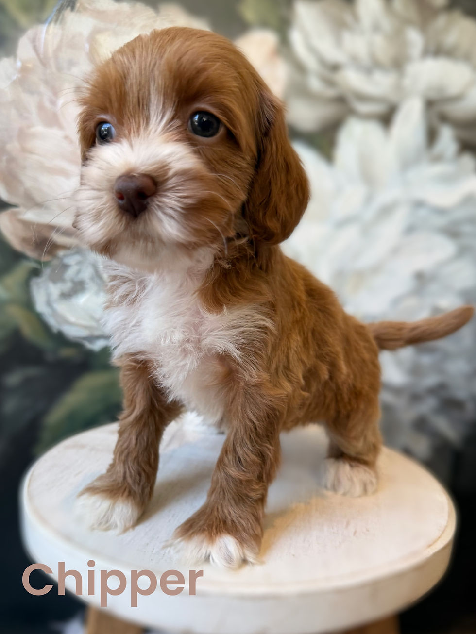 Rocket and Jolene past puppies