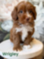 Berrybrook puppies