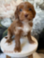 Rocket a red Australian Labradoodles Puppies