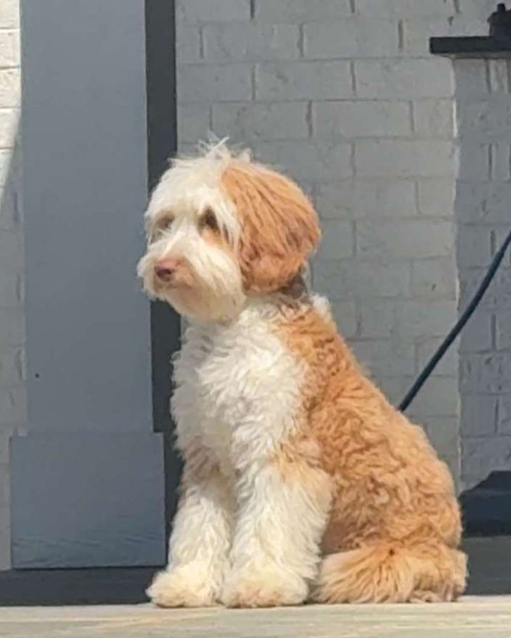 Dolly