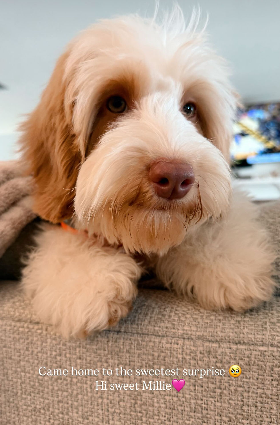Dolly