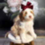 Dolly