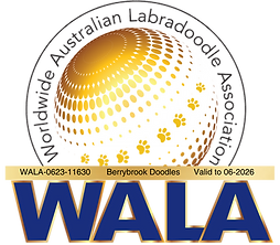 Berrybrook Doodles WALA Member